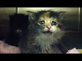 Kitten that was found out in the snow abandoned. Now has a loving forever home! :-)