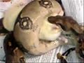 Adios dulcinea muerte de rata blanca