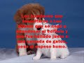 Heroico perro arriesga su vida para salvar a gatos en incendio Heroico perro arriesga su vida para salvar a gatos en incendio