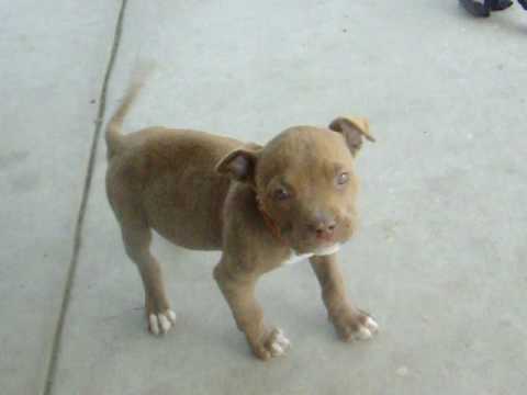 red nose pitbull