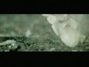 Sarah McLachlan - Fallen