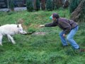 arktis wolf wolve lupi jos de bruin