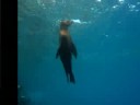 A beautiful Galapagos 2008