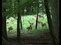 Barking Deer (J�gersborg Dyrehave, August 2007)