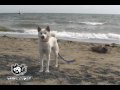 ネジ★オープニング動画★10