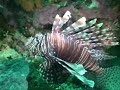 Philippines Visayas Cebu Aug 2005_YouTube