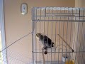 AJ the cockatiel whisling AJ the cockatiel whisling
