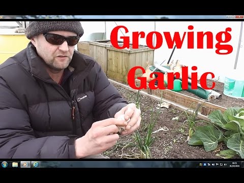 how to fertilize garlic plants
