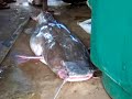 Giant Catfish Giant Catfish