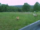 Lola~the sheepherding sharpei Lola~the sheepherding sharpei