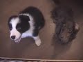 2moths boader collie Jubei vs goemon