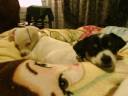 Sleepy Chihuahua Puppies