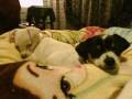 Sleepy Chihuahua Puppies