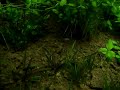 Aquarium planted with natural inspired aquascaping in rivers of Serra da Bodoquena  MS  Brazil  Aquário natural plantado com aquascaping inspirado nos rios da Serra da Bodoquena  MS  Brasil 