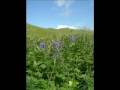 Dutch Harbor