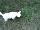 Westies make a new friend