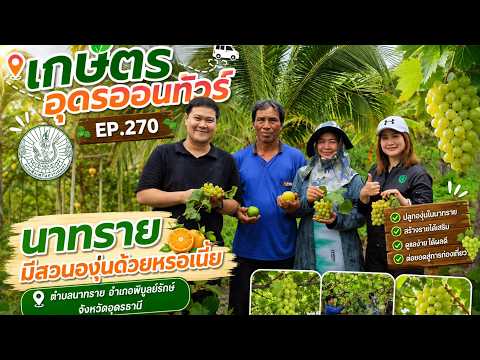 นาทรายมีสวนองุ่นด้วยหรอเนี่ย ตำบลนาทราย อำเภอพิบูลย์รักษ์ จังหวัดอุดรธานี