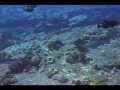 Sharks at Mahaiula