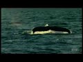 ABC Good Morning America \"Weekend Window to Sitka, Alaska\"