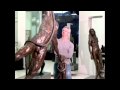 Sculptor Bruce Denny profiles his latest work