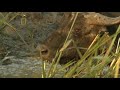 National Geographic - Planet Carnivore (2007) - Lion 3/5