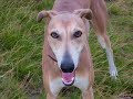 Our Best Friend Dudley The Greyhound Our Best Friend Dudley The Greyhound