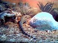 Black & White Tegu Lizard Eating