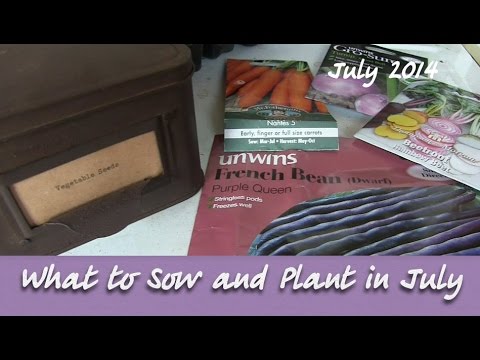 how to harvest dwarf french beans