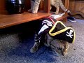 Bengal kitty goes pirate