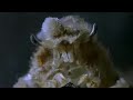 Dresser crab camouflage - Weird Nature - BBC wildlife