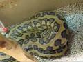 videos de My Jaguars (Mcdowelli carpet python)