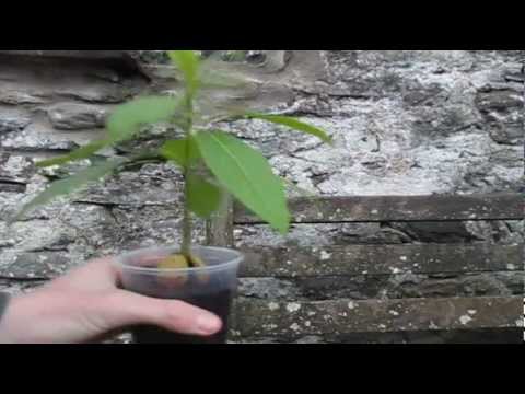 how to trim an avocado tree