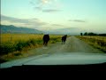 paintballing a cow