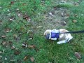 Oliver Outside on a Leash 11-29-2007 b Oliver Outside on a Leash 11-29-2007 b