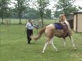PMU Rescue Horse - All Grown Up