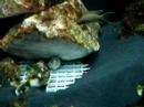 120 Gallon Tanganyikan Aquarium