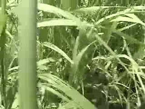 Wild Chervil