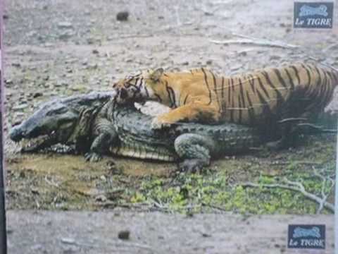 タイガーはCrocodileを殺します。