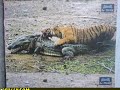 Tiger kills Crocodile.