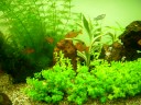 Harmonise and Peaceful: Grass Aquarium Harmonise and Peaceful: Grass Aquarium