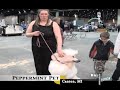 2008 Detroit Kennel Club Dog Show