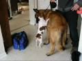 videos de Terrier Takes On a Giant