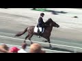Safir vom Lindenhof NC 2008 V1Y