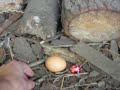 muerte del conejo de pascua