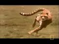 Cheetah Hunting/Speed analysis