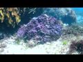 videos de Crystal Palace/Joan Rock - Rottnest Island, Western Australia