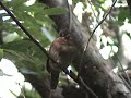 Rufous-necked Puffbird