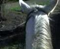 Balade sur le cheval \"le tigre\"
