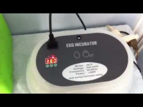 how to fertilize a chicken egg without a rooster