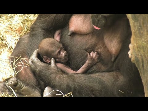 Brookfield/USA: Gorillababy Ali begeistert die Zoobesuc ...